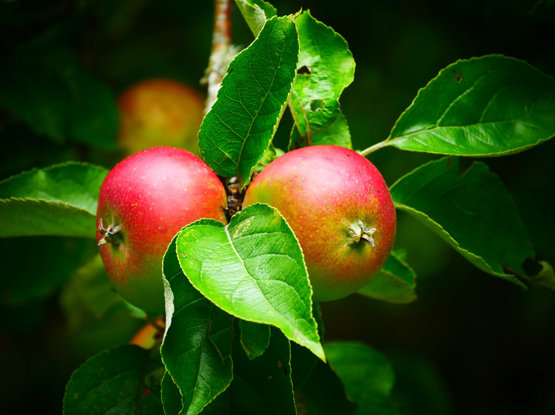 Les Vergers de Kermao-Gouesnach必去景点