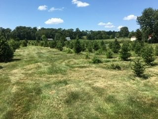 Millers Christmas Tree Farm景点图片