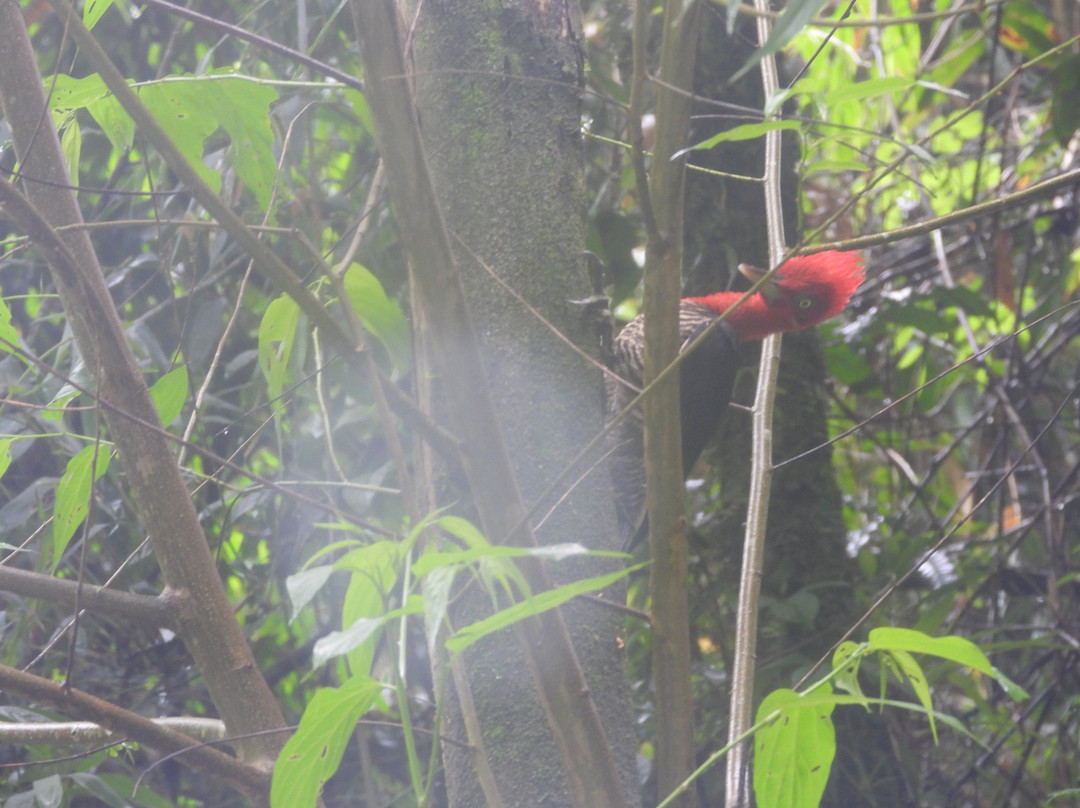Cachoeira do Alecrim-Tapirai必去景点