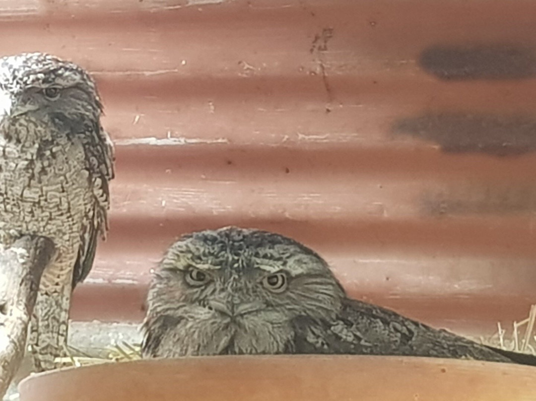 A Twist Of Willow主图