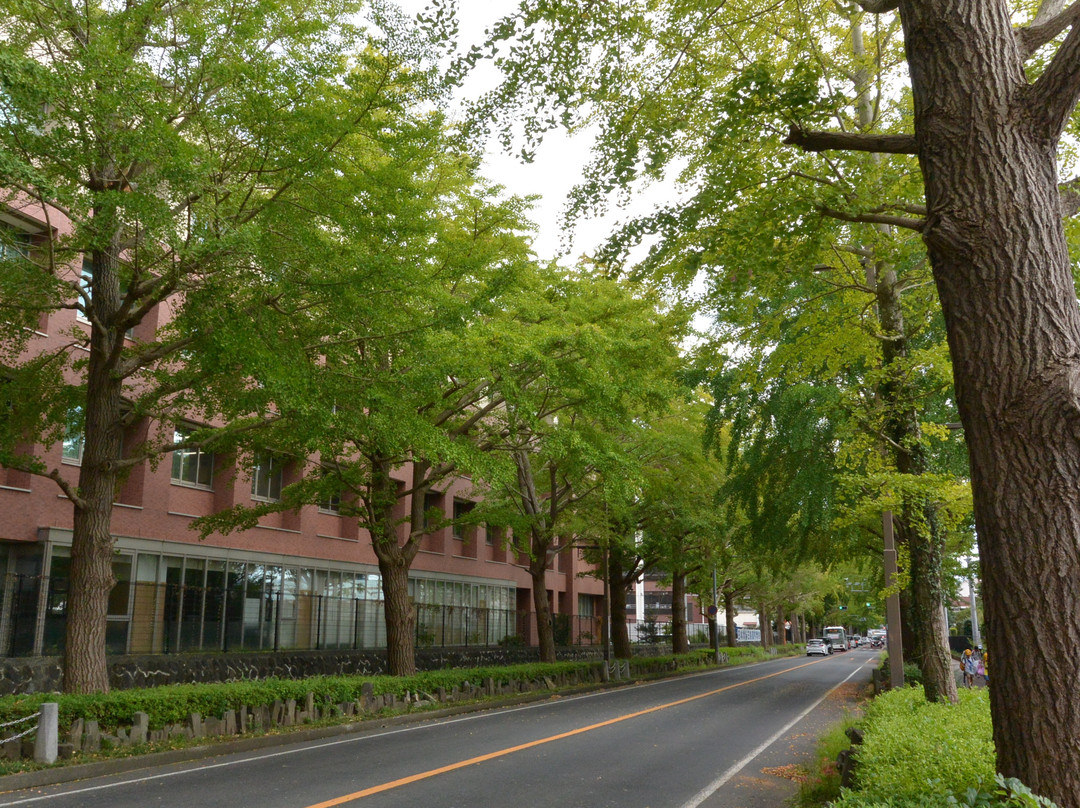 Maidenhair Trees at Nihondori景点图片
