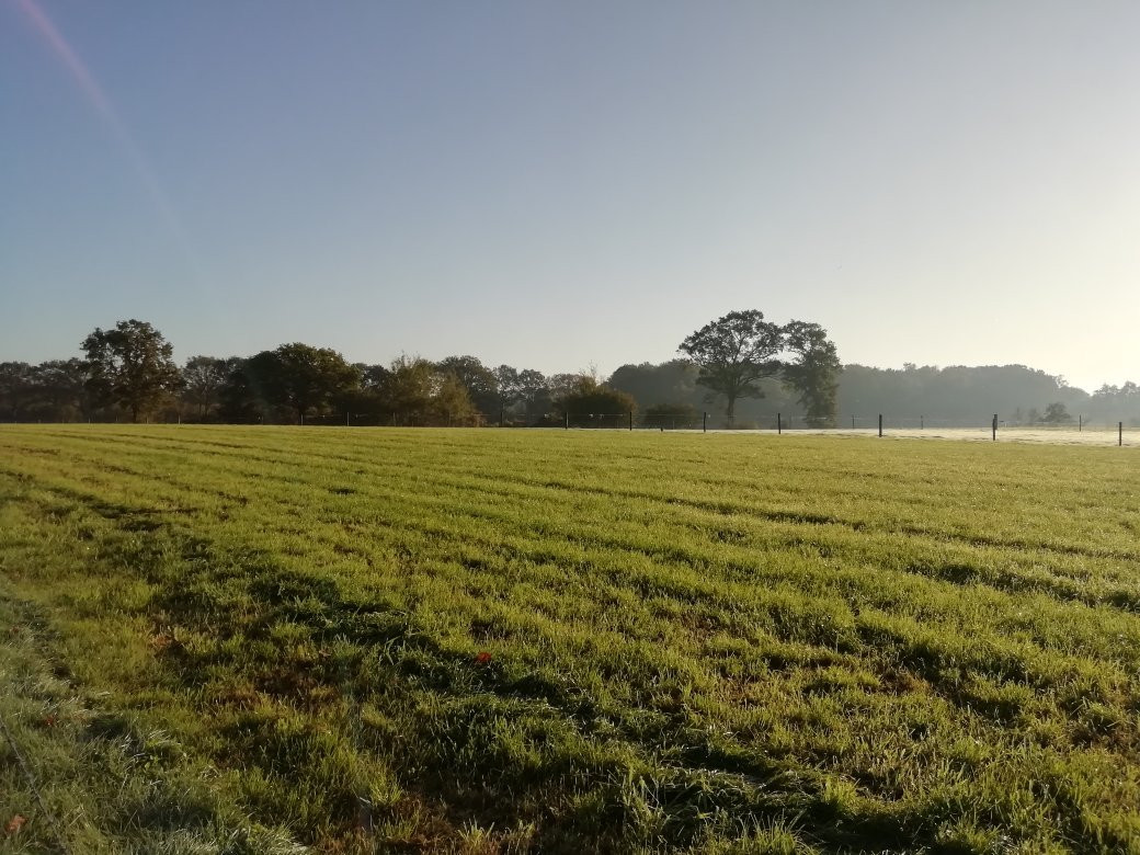 Haarlo旅游攻略图片