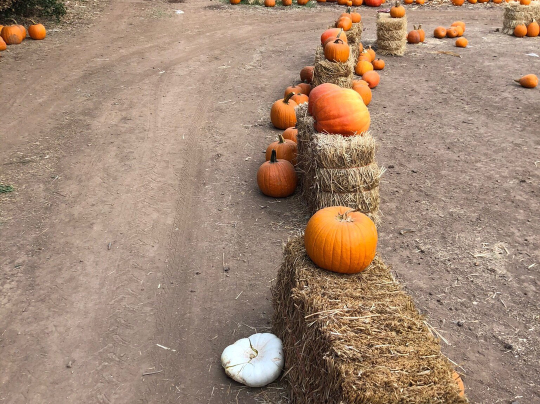 Boccali Ranch Pumpkin Patch-奥海必去景点