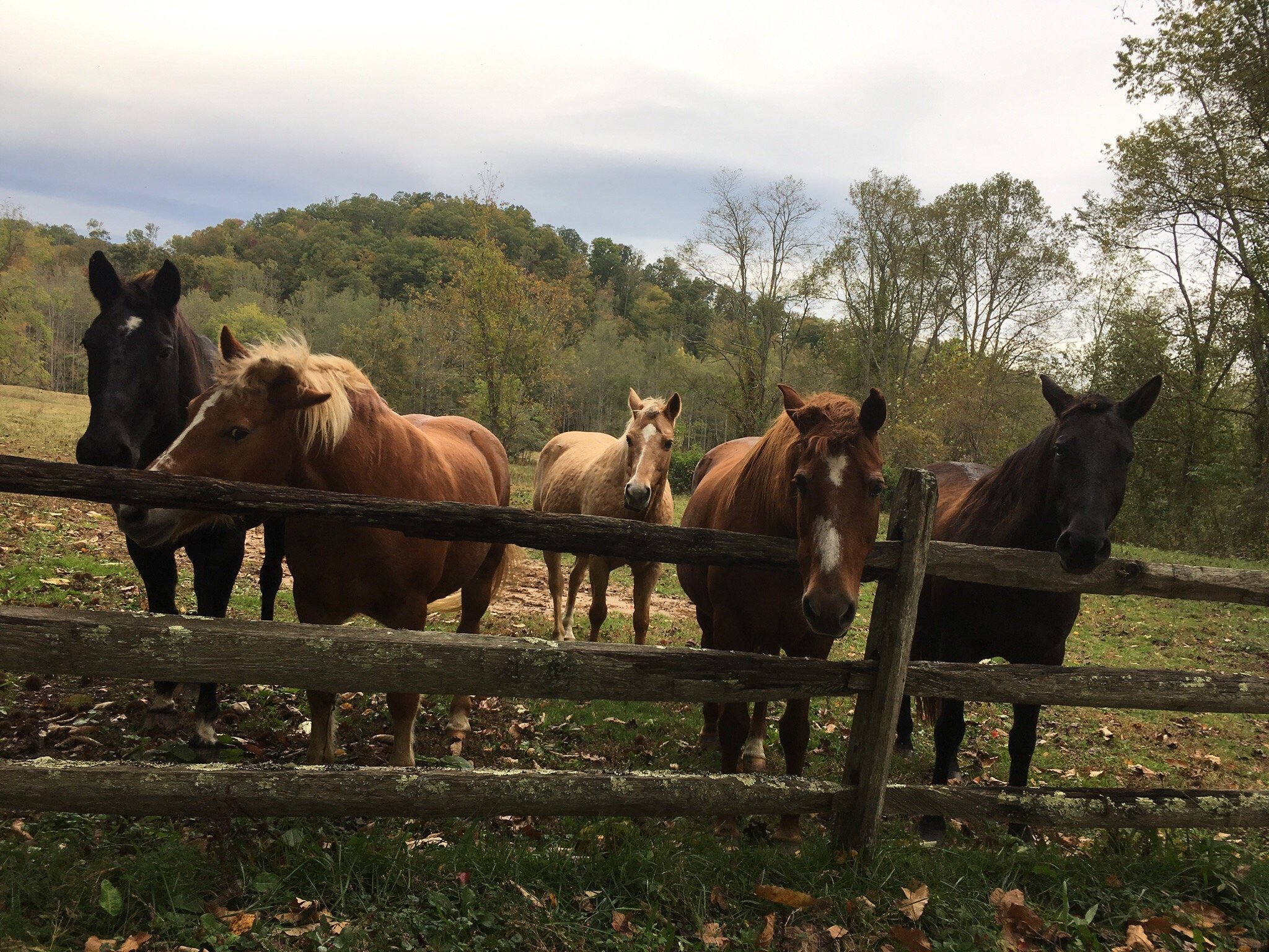 Pisgah View Ranch-官方