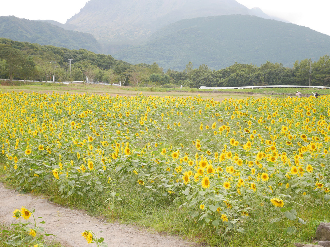 Shimabara Hibaruyamahana Park-岛原市必去景点