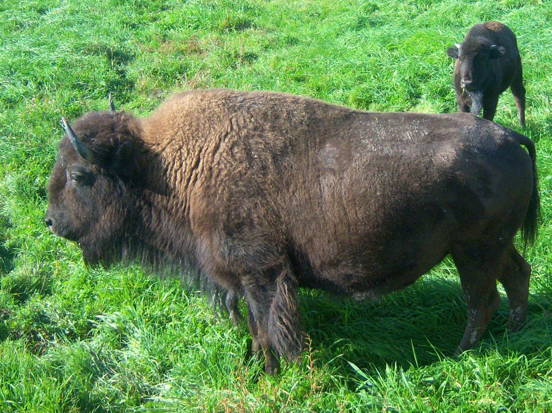 La Bisonnière景点图片