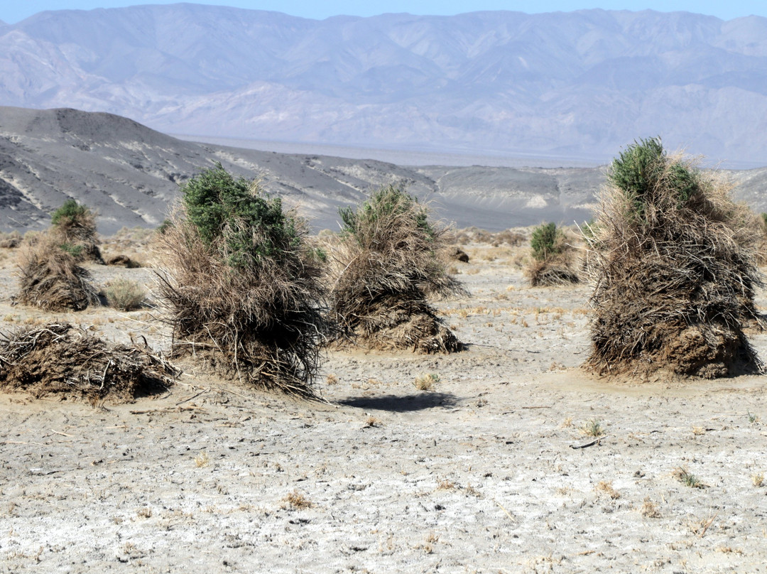 Stovepipe Wells旅游景点-Devil's Corn Field