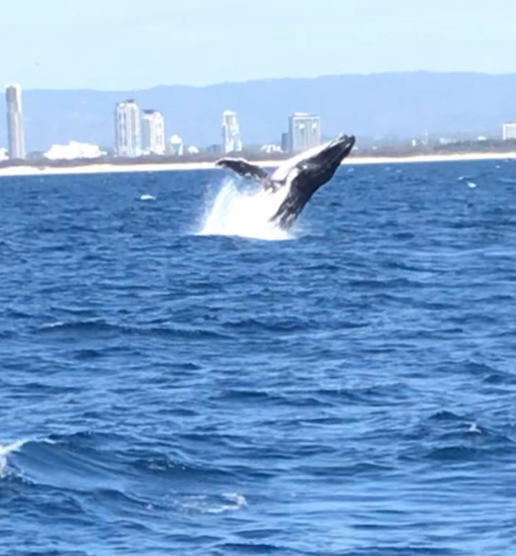 Spirit of Gold Coast Whale Watching-梅因海滩必去景点