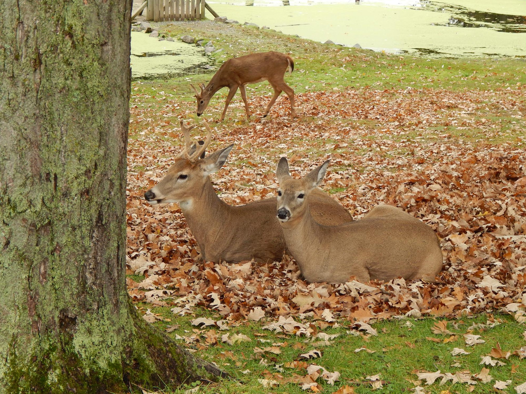 FAWN DOE ROSA Wildlife Educational Park景点图片