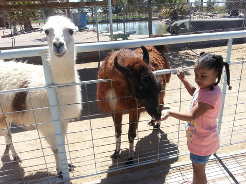 Clint旅游景点-Licon Dairy