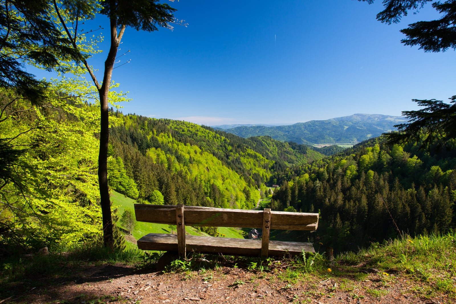 Hotel Schwarzwaldtanne-官方