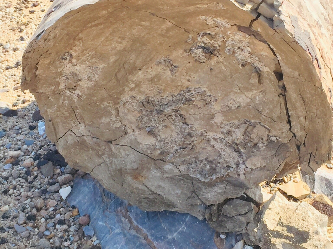 Coastways Safaris - Pomona & Bogenfels Tour-吕德里茨必去景点