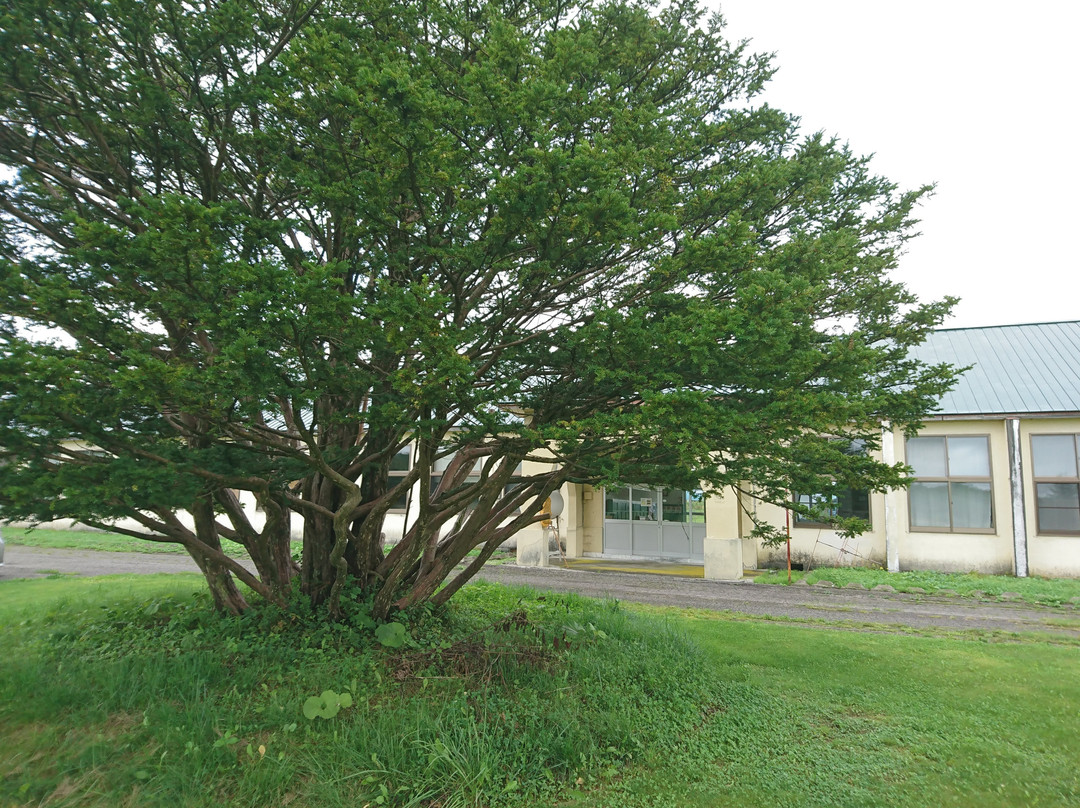 Taikicho Kyodo Shiryokan-大树町必去景点