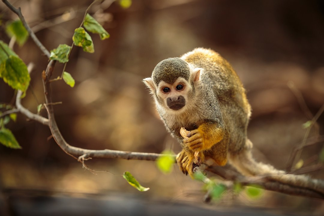 Bush Babies Monkey Sanctuary-哈特比斯普特必去景点