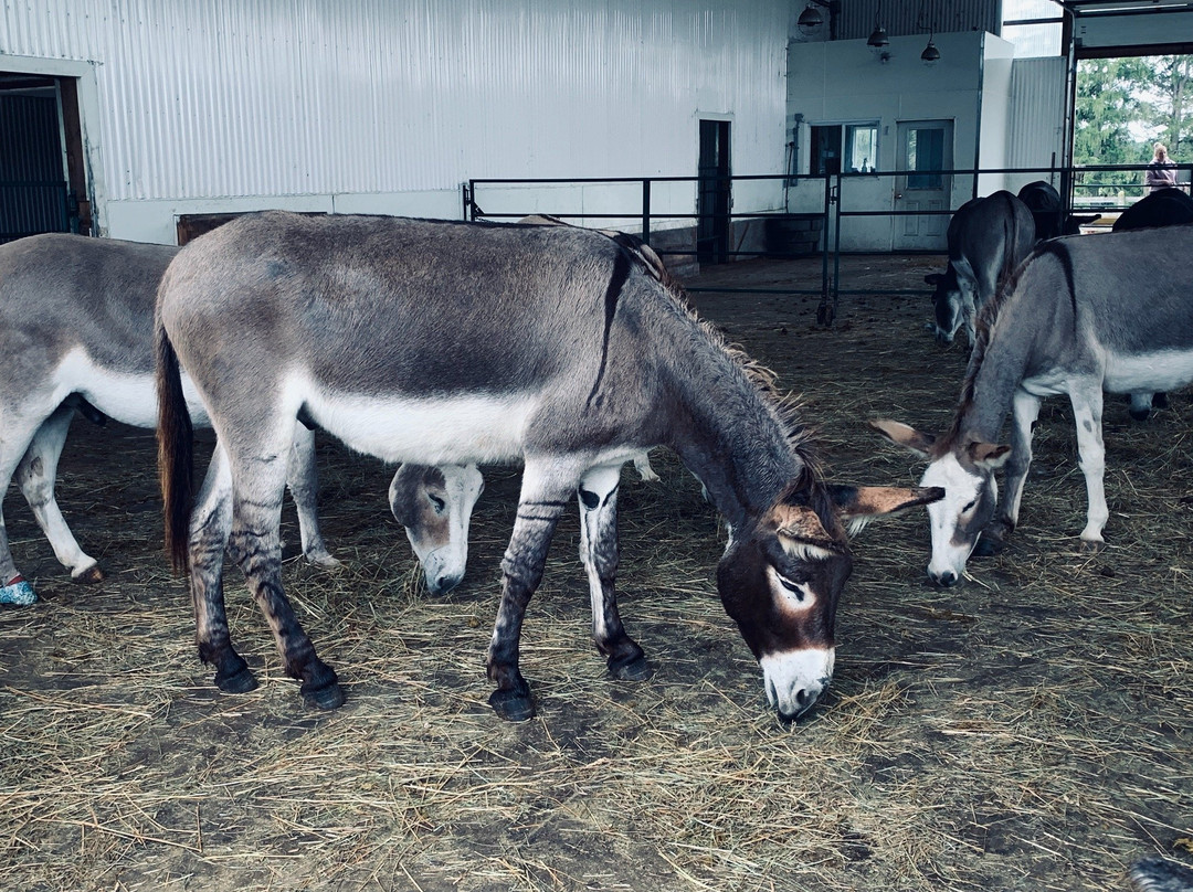 Donkey Sanctuary Of Canada-Puslinch必去景点