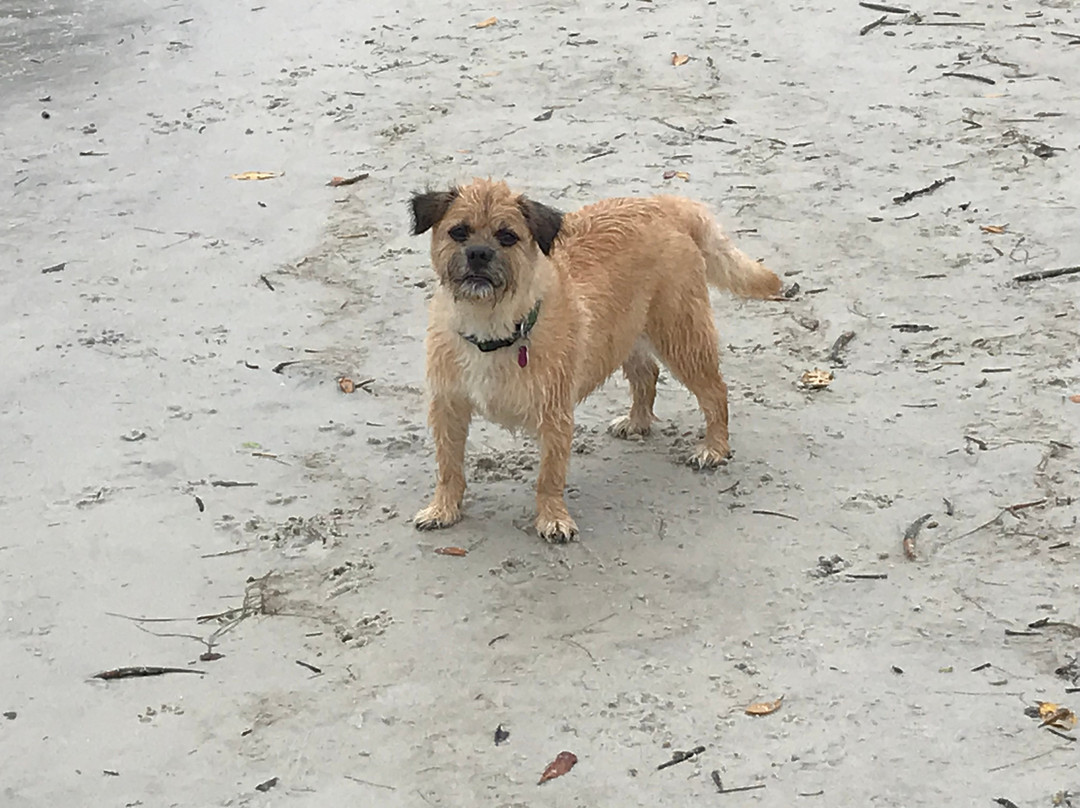 Dog Beach Park景点图片