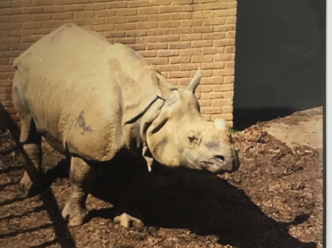 Whipsnade Zoo-邓斯特布尔必去景点