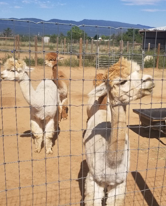 Hollywick Farms-Sandia Park必去景点