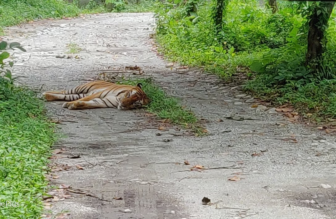 Bengal Safari-西里古里必去景点