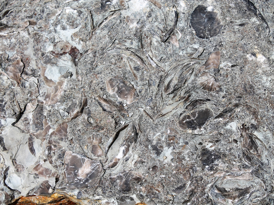 Trammel Fossil Park-沙伦维尔必去景点