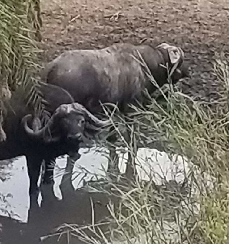 Wild Journeys-尼斯普鲁特必去景点