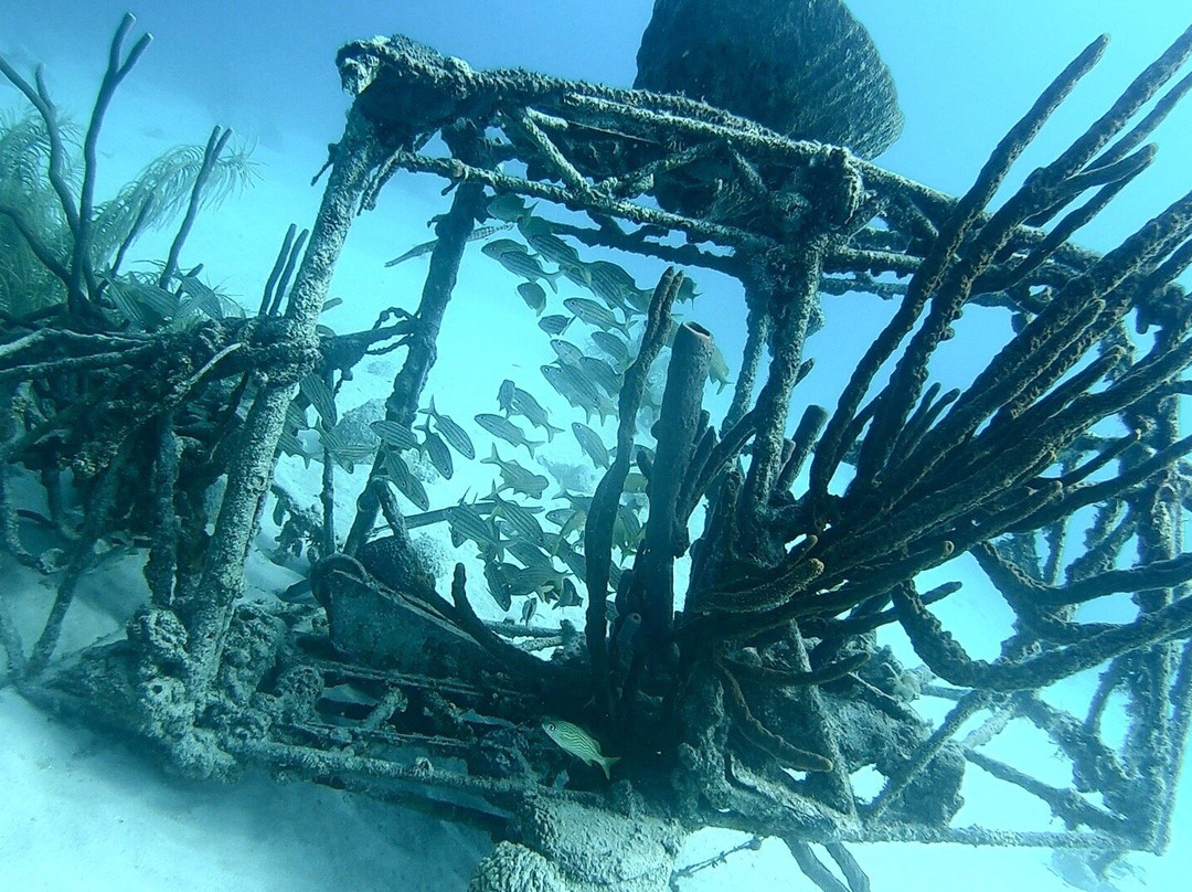 Bas Harts Diving Curacao-威廉斯塔德必去景点