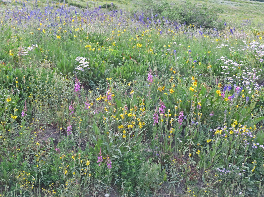 Schofield Pass-克雷斯特德比特必去景点
