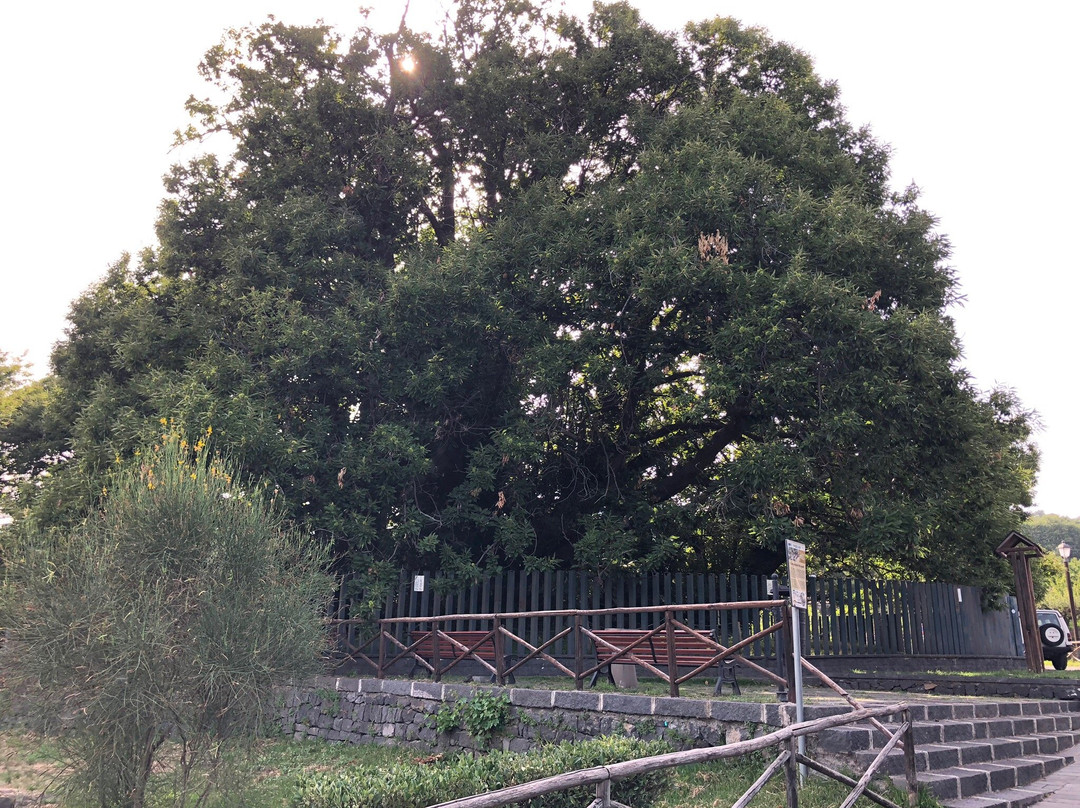 Hundred Horse Chestnut景点图片