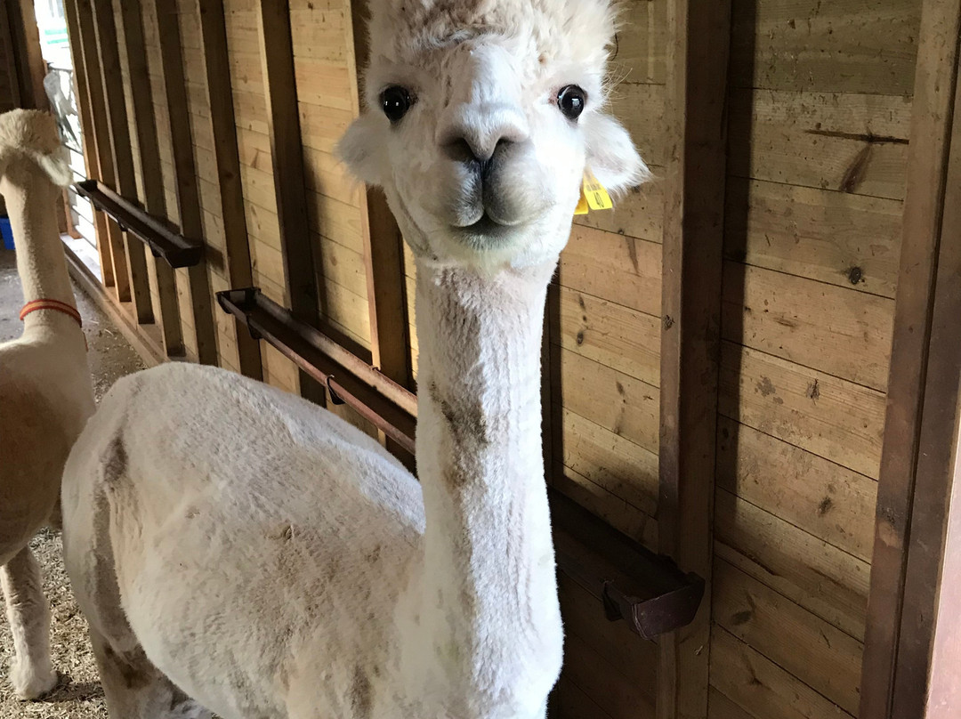 Temevale Alpacas景点图片
