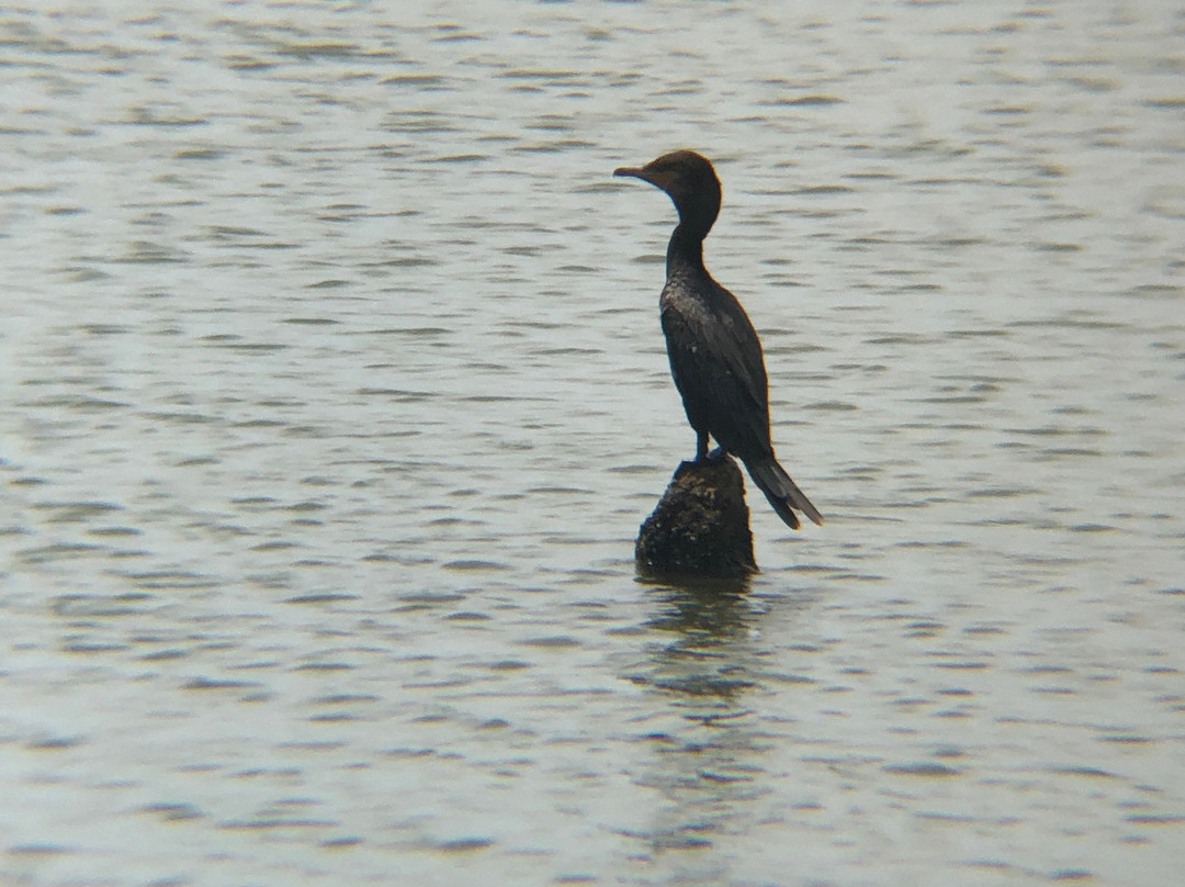 South Padre Island Birding, Nature Center & Alligator Sanctuary-南帕诸岛必去景点