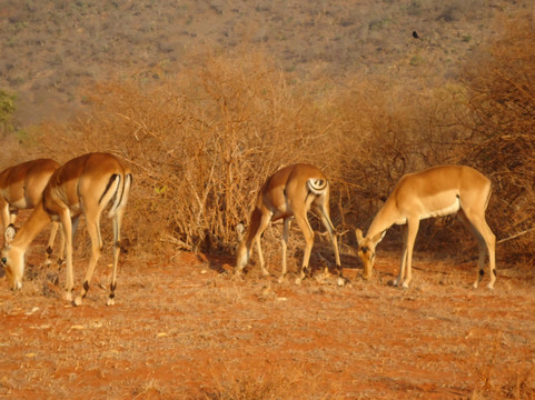 Safari Typique-蒙巴萨必去景点