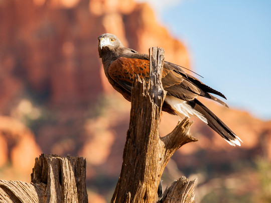 International Raptor & Falconry Center-弗拉格斯塔夫必去景点