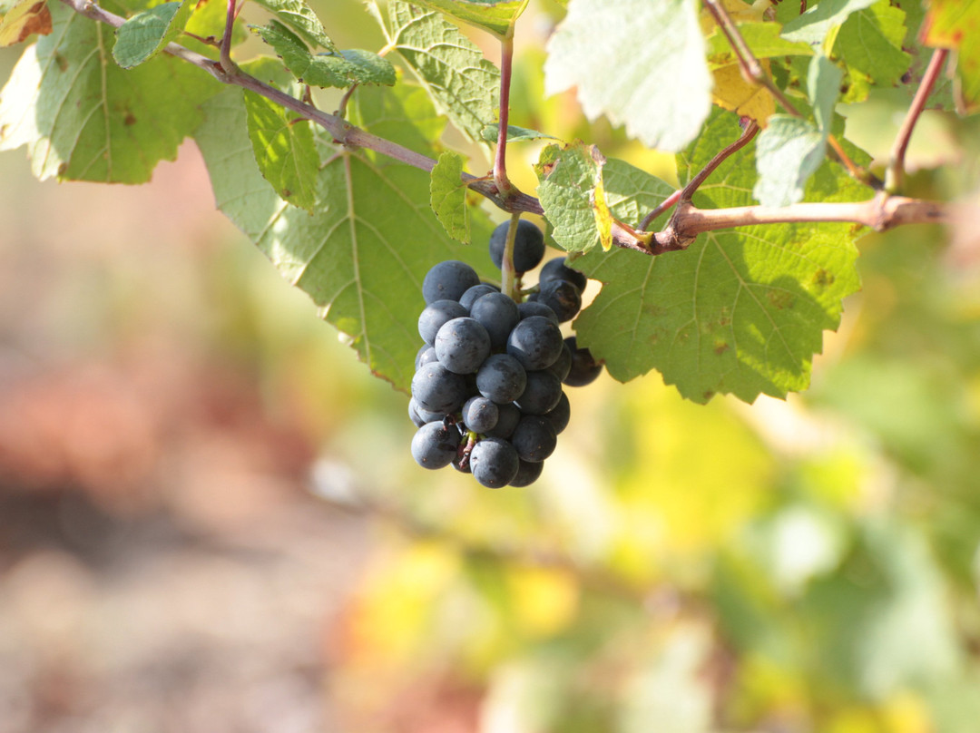 Domaine Gerard-Brisson景点图片