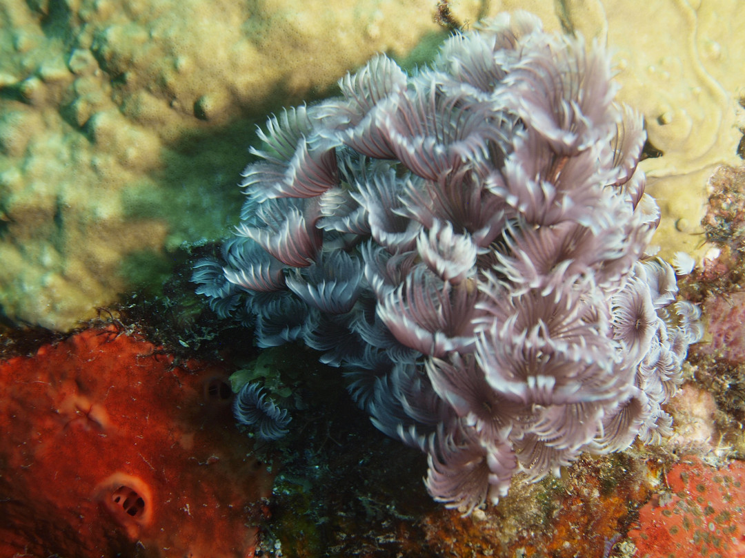 Soufriere Scottshead Marine Reserve-Scotts Head必去景点