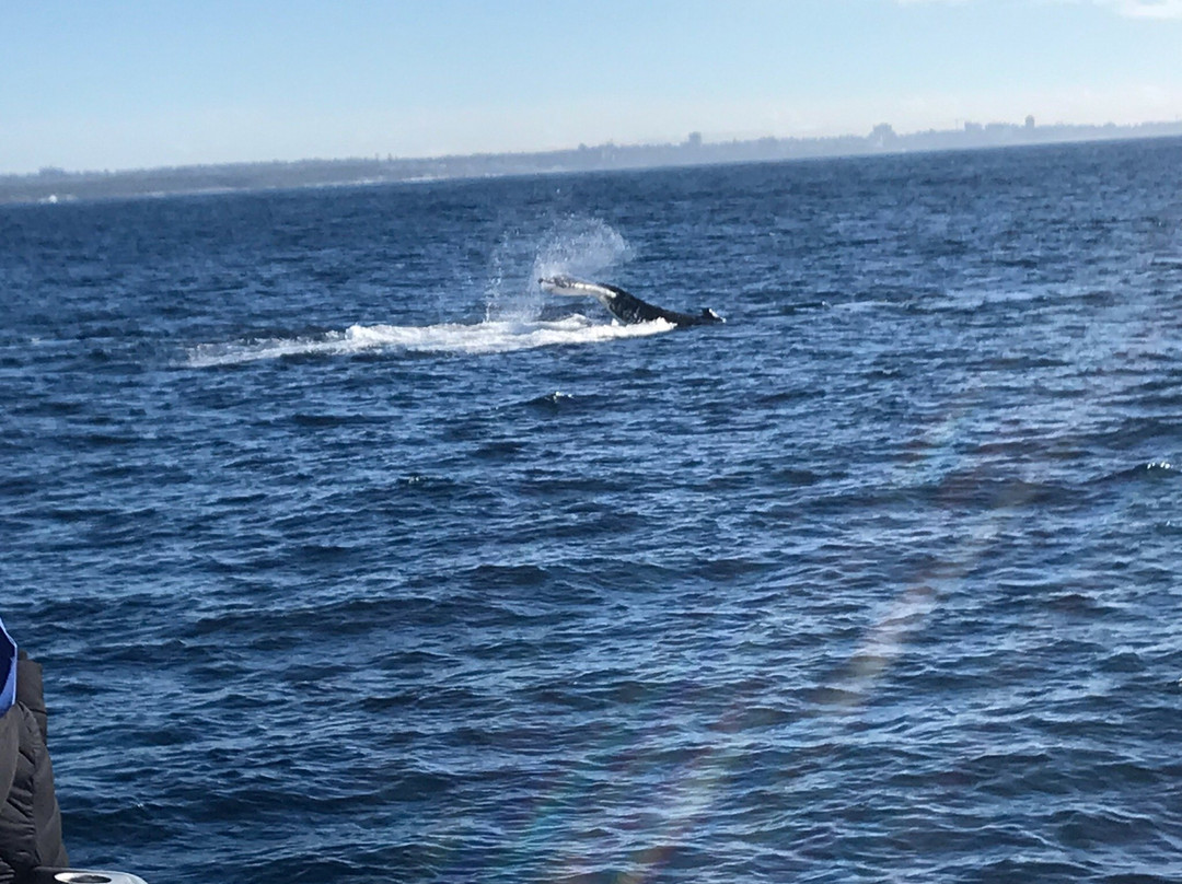 Cronulla Whale Watching-克罗纳拉必去景点
