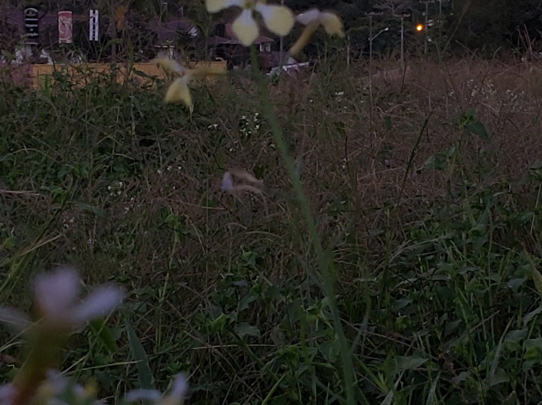 Vinhos Vô Vito-Sao Jose Dos Pinhais必去景点