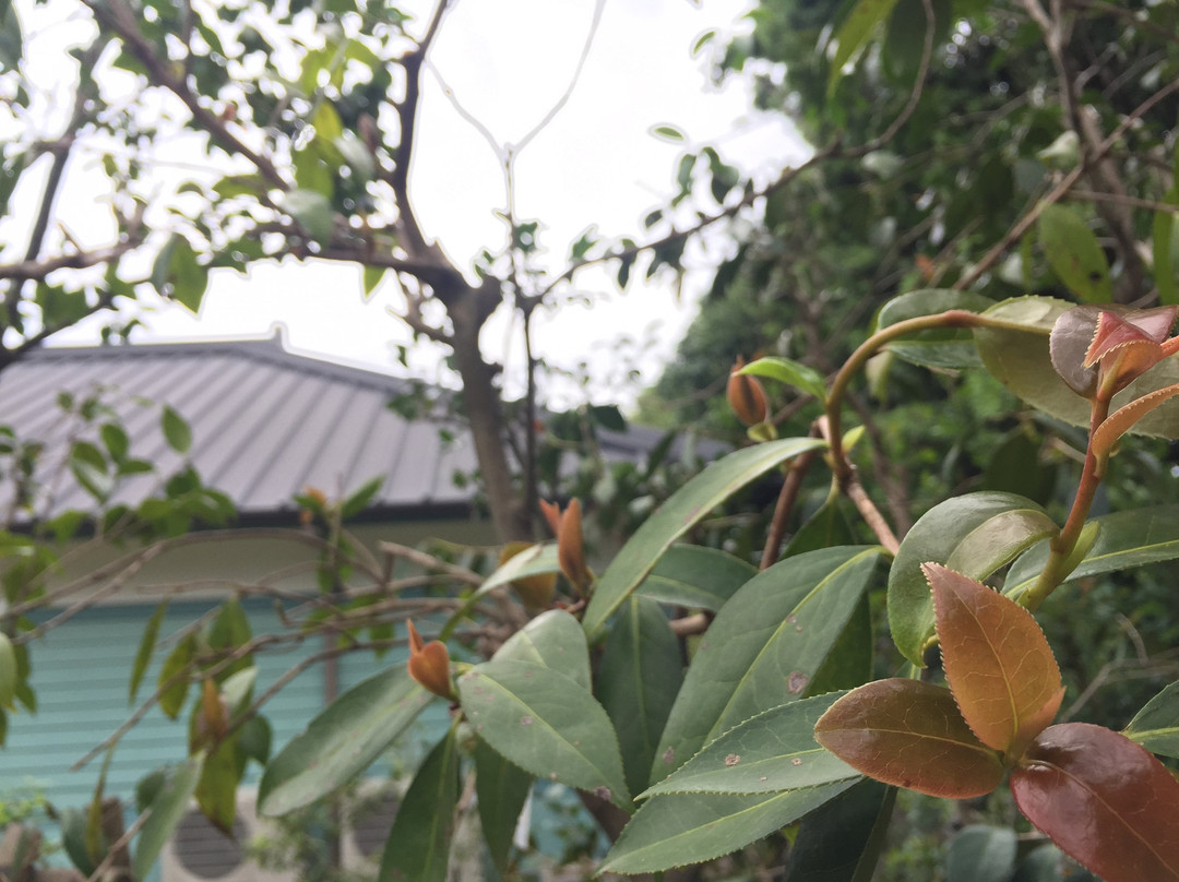 Kurume World Camellia Museum景点图片