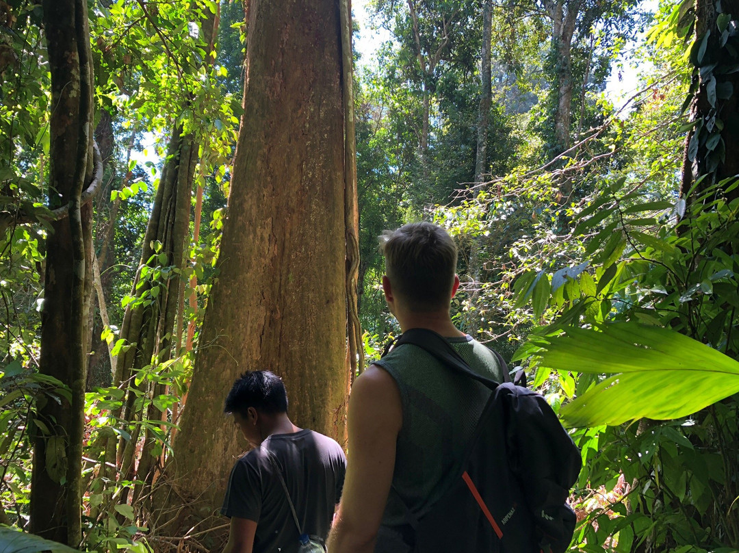 Jungle Tour With Salman-Ketambe必去景点