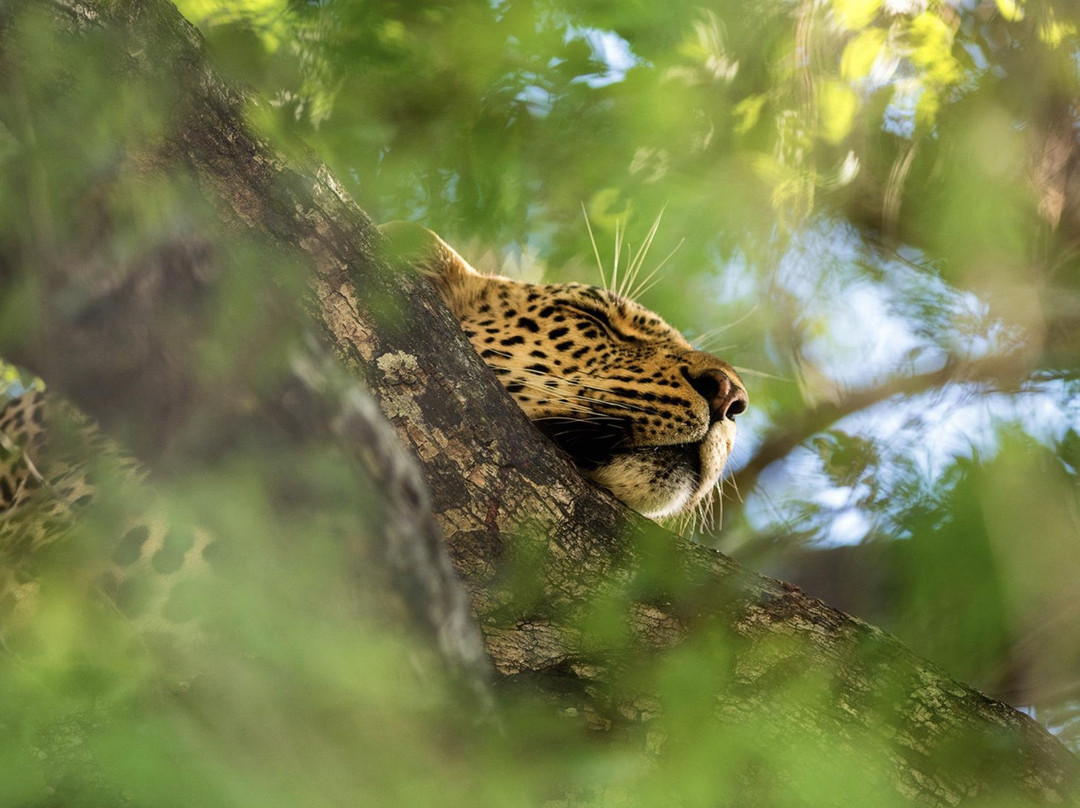 Enzuri Safari Co.-达拉斯必去景点