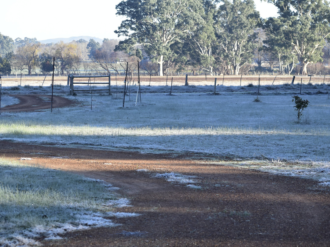 Mansfield Evening Star主图