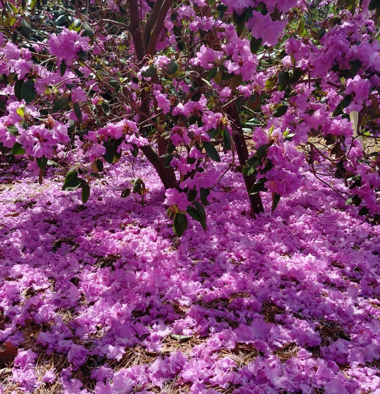 Brueckner Rhododendron Gardens景点图片