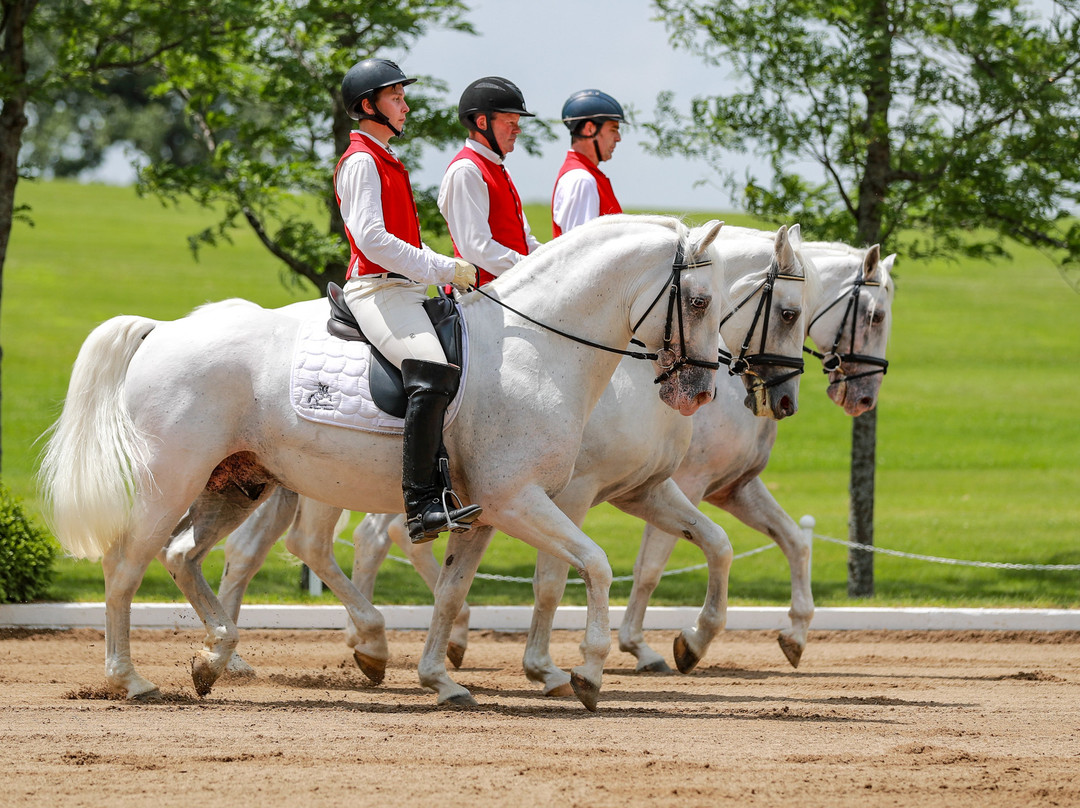 The Tempel Lipizzans-Old Mill Creek必去景点
