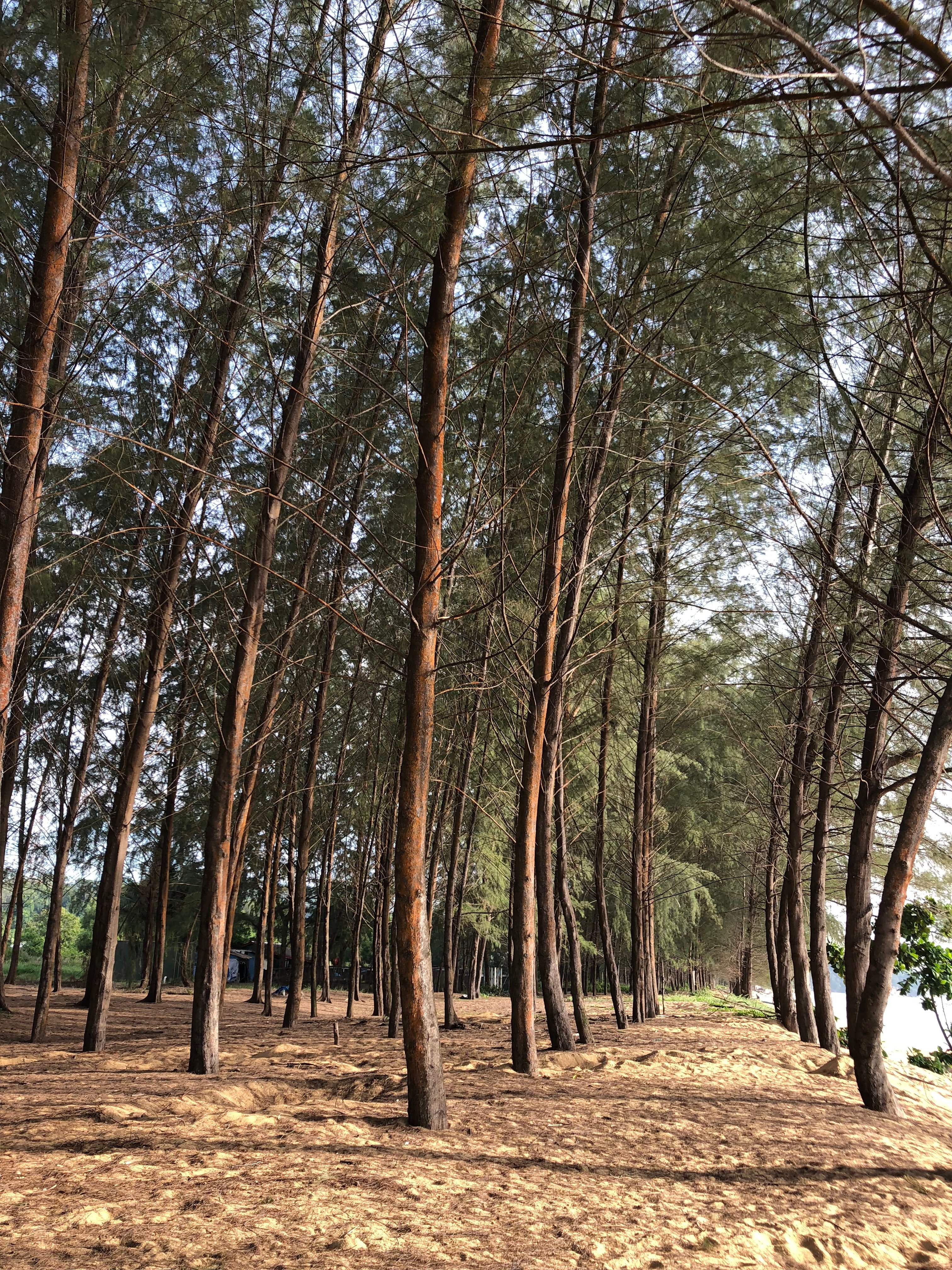 Kemaman Sands-portrait