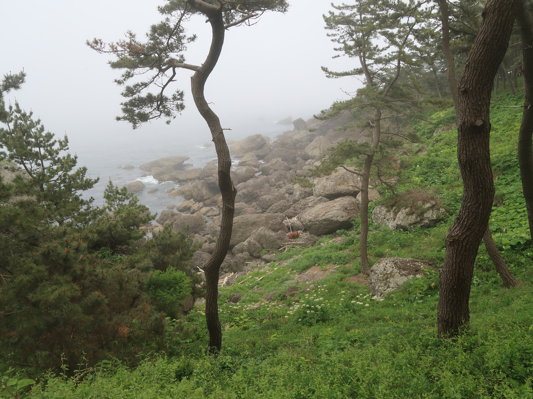 Yodo Pine Grove-八户市必去景点