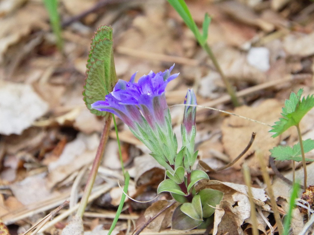 Ahikwacho Colony of a Lily of the Valley景点图片