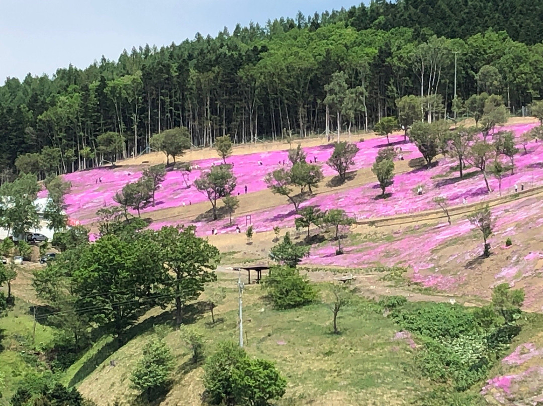 Shibazakura Takinoue Park-泷上町必去景点