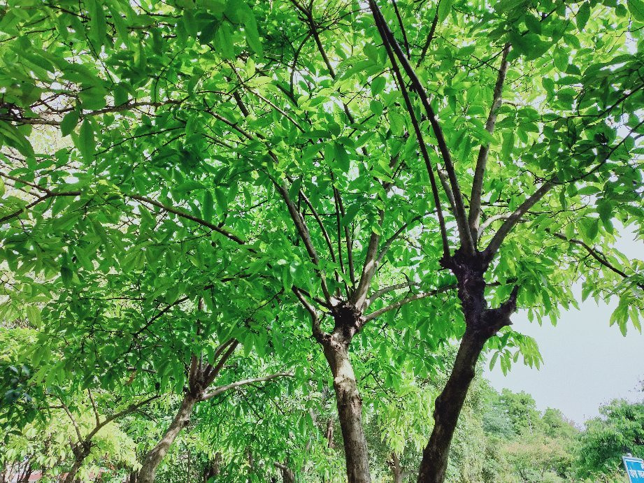 Nature Valley Resort主图