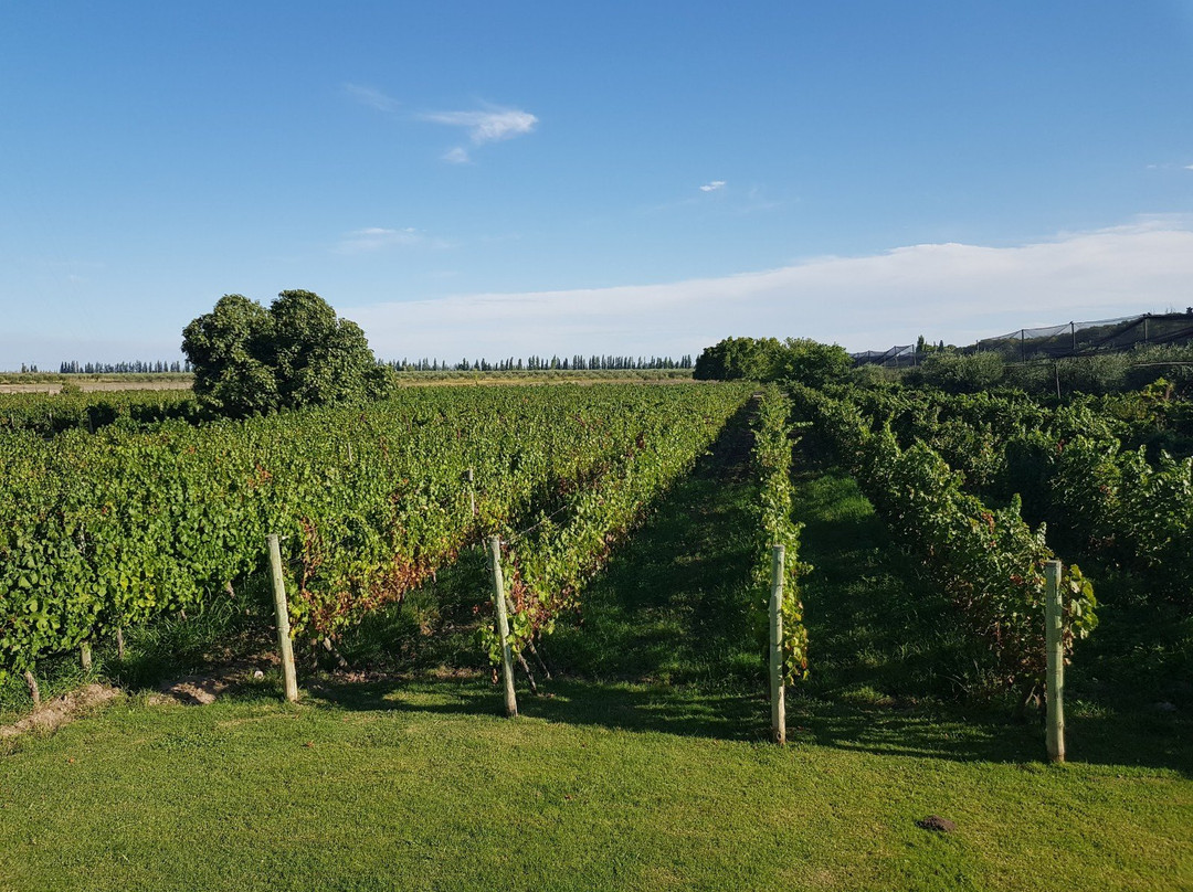 Posada Cavieres Wine Farm主图