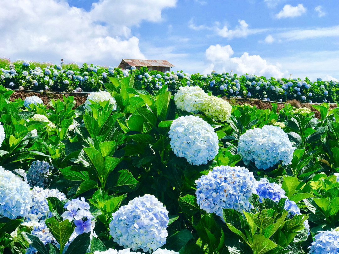 Tan Son旅游景点-Garden Hydrangeas
