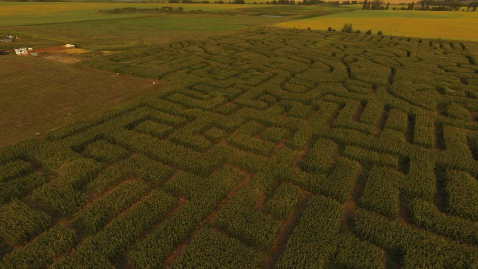 Youth Farm Corn Maze-Rosthern必去景点